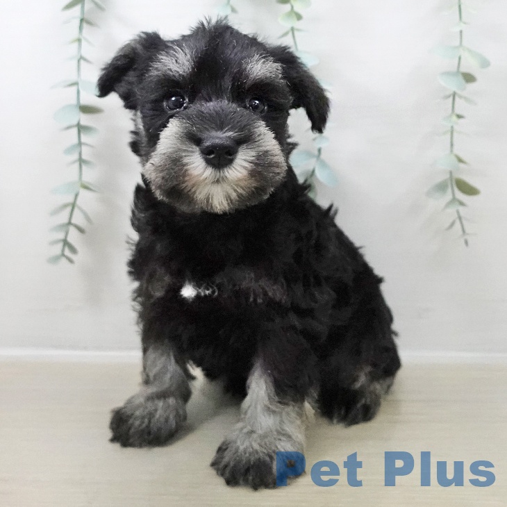 ミニチュア・シュナウザー