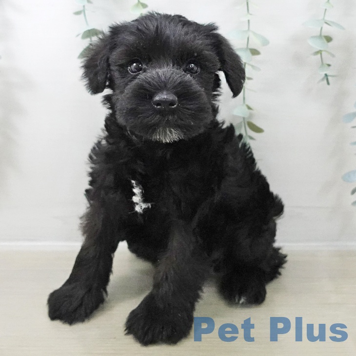 ミニチュア・シュナウザー