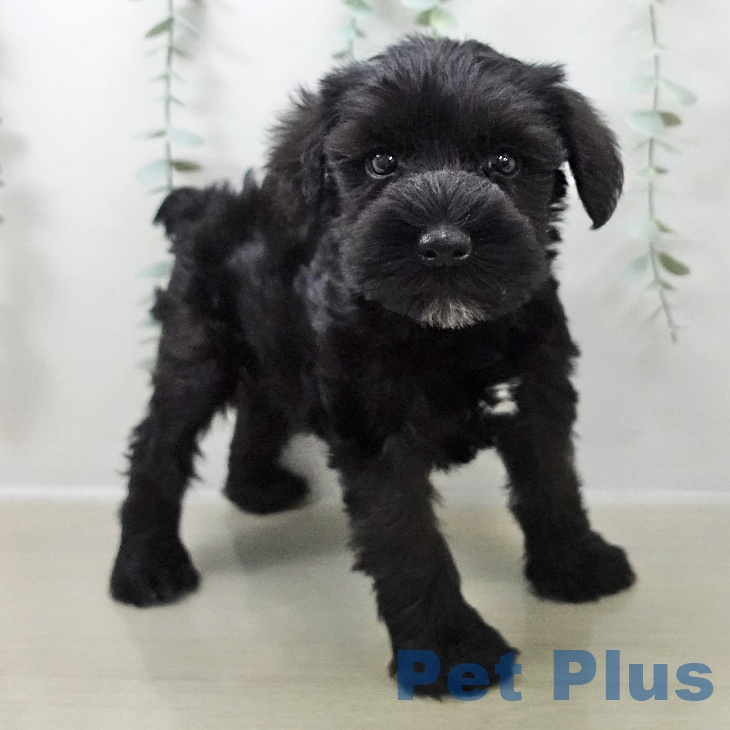 ミニチュア・シュナウザーの写真2