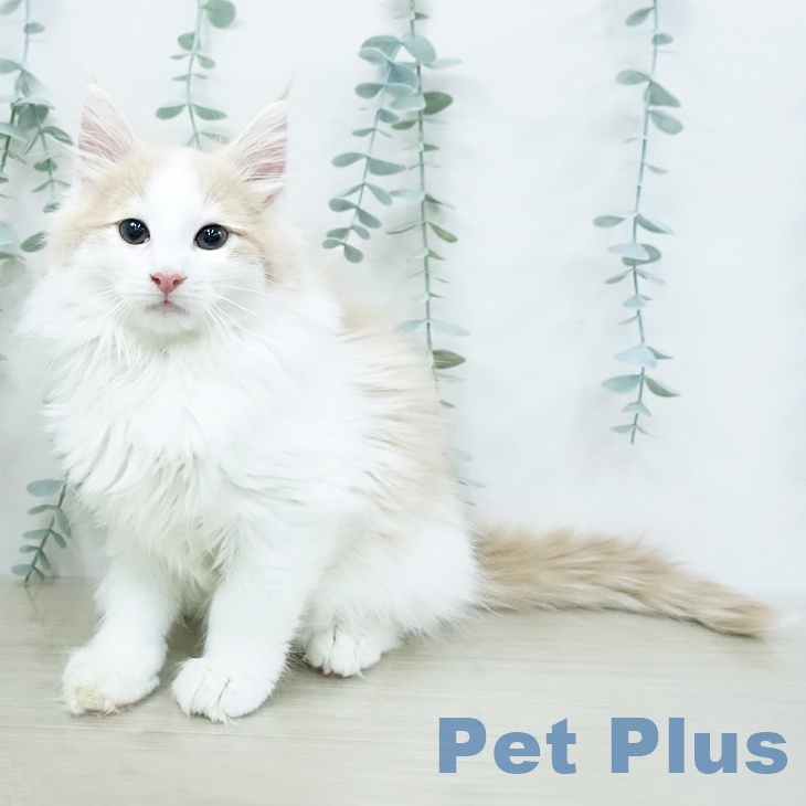 ノルウェージャンフォレストキャット