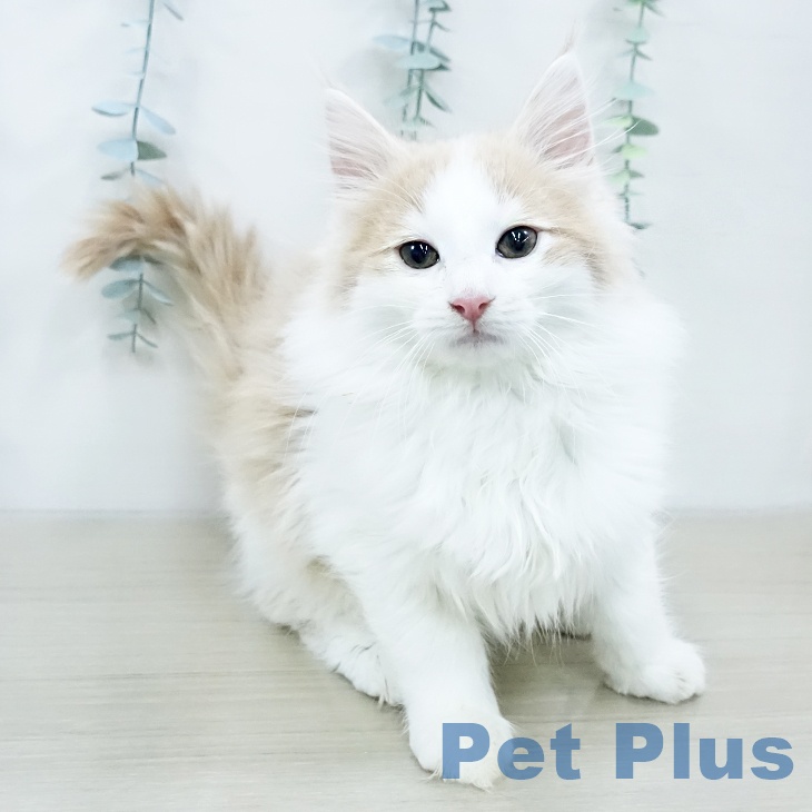 ノルウェージャンフォレストキャット