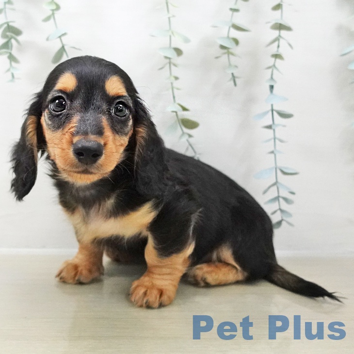 ミニチュア・ダックスフンド