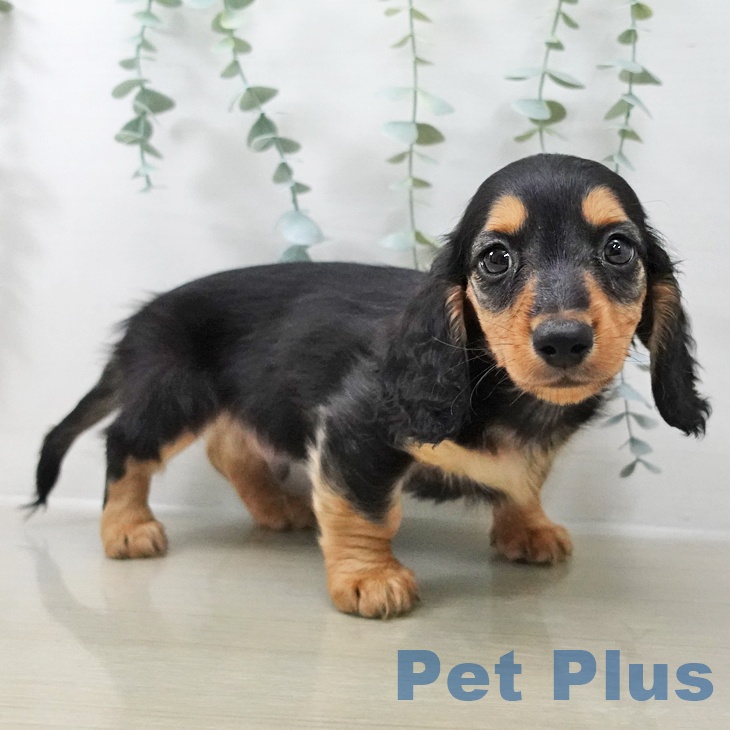 ミニチュア・ダックスフンドの写真2