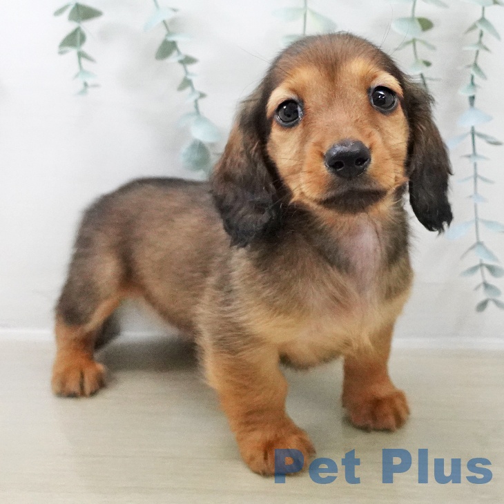 ミニチュア・ダックスフンド