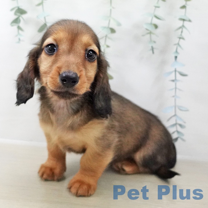 ミニチュア・ダックスフンド