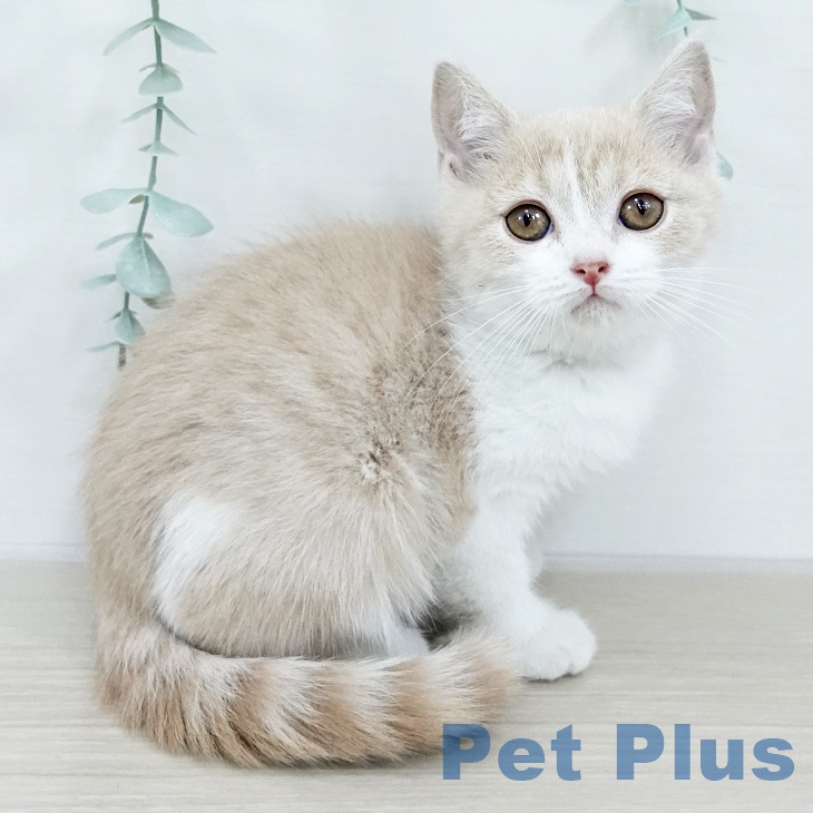 ブリティッシュショートヘア