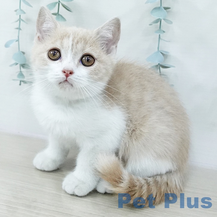 ブリティッシュショートヘア