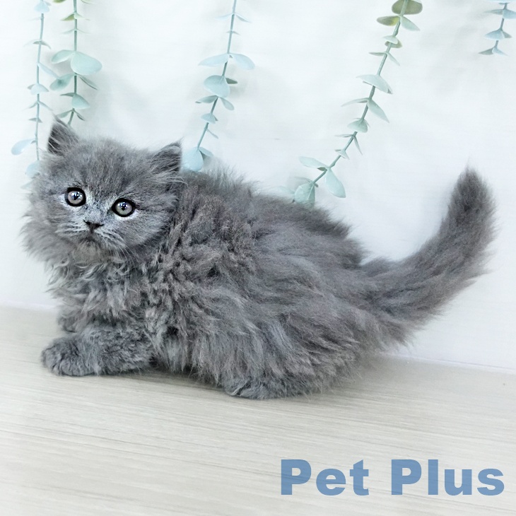 ブリティッシュショートヘア