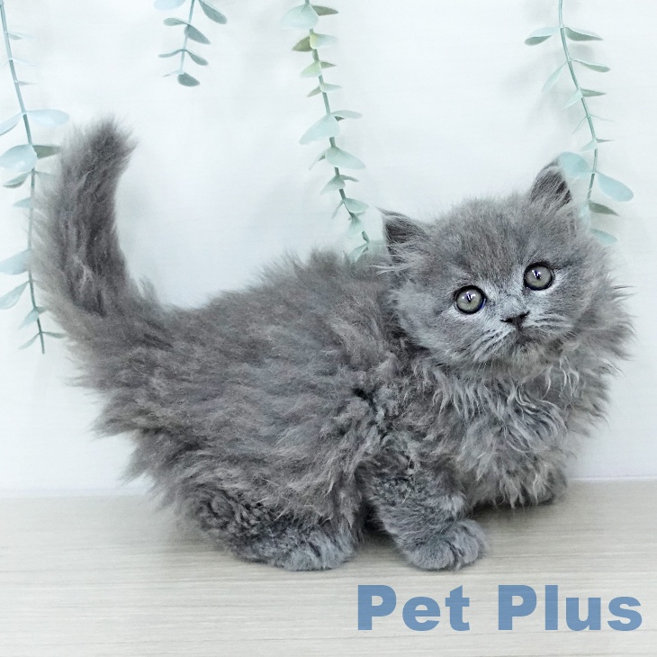 ブリティッシュショートヘア