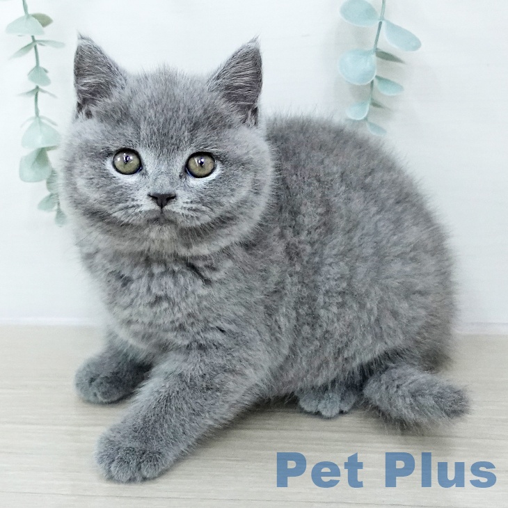 ブリティッシュショートヘア