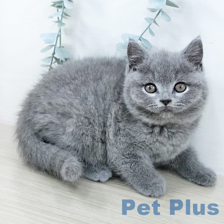 ブリティッシュショートヘア