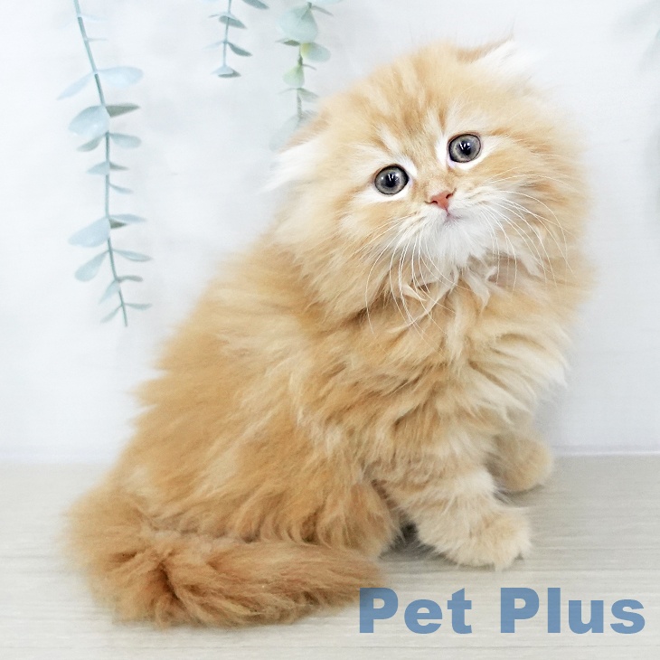 スコティッシュフォールド