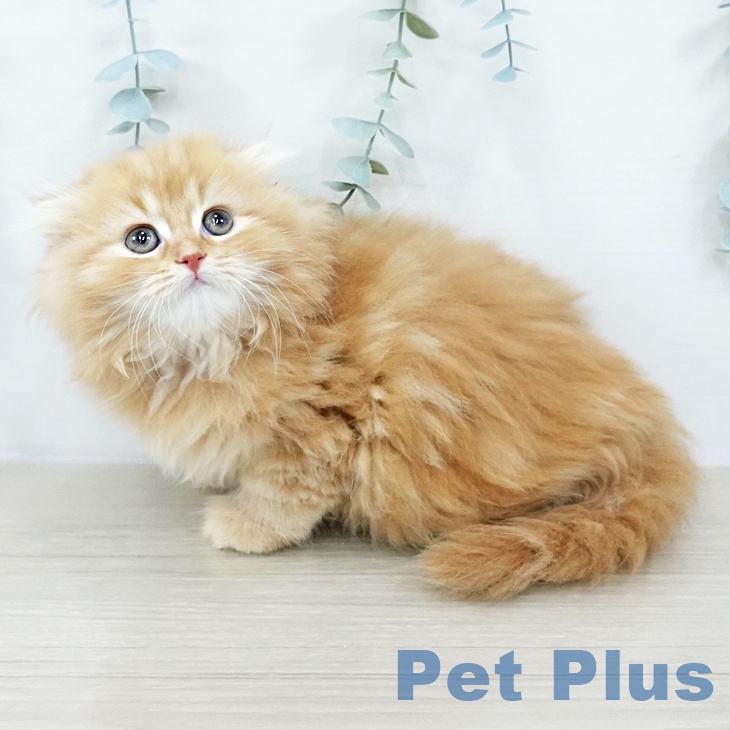 スコティッシュフォールド