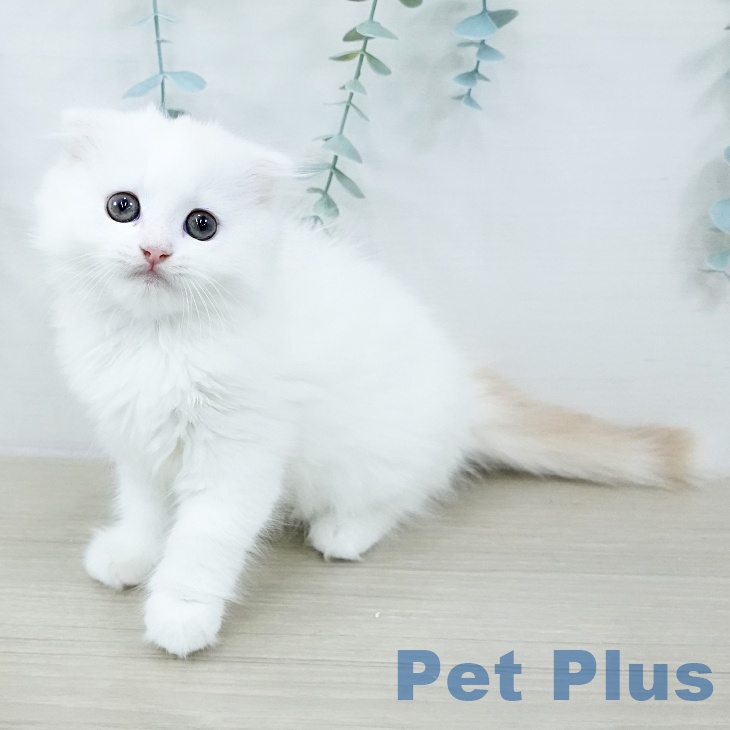 スコティッシュフォールド