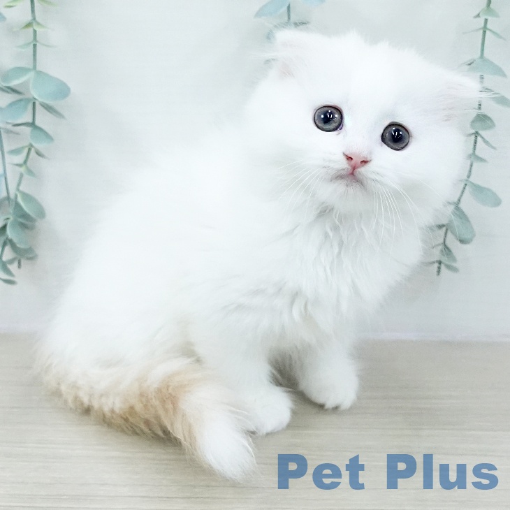 スコティッシュフォールド