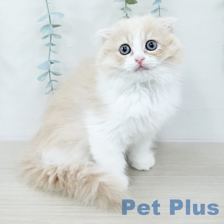 スコティッシュフォールド