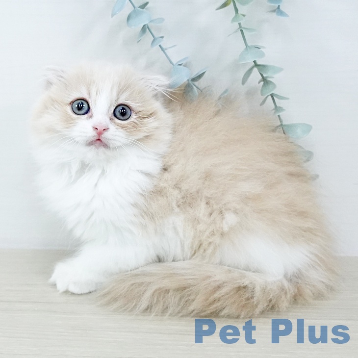 スコティッシュフォールド