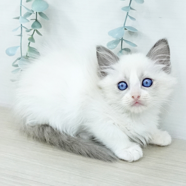 ラグドールの写真2