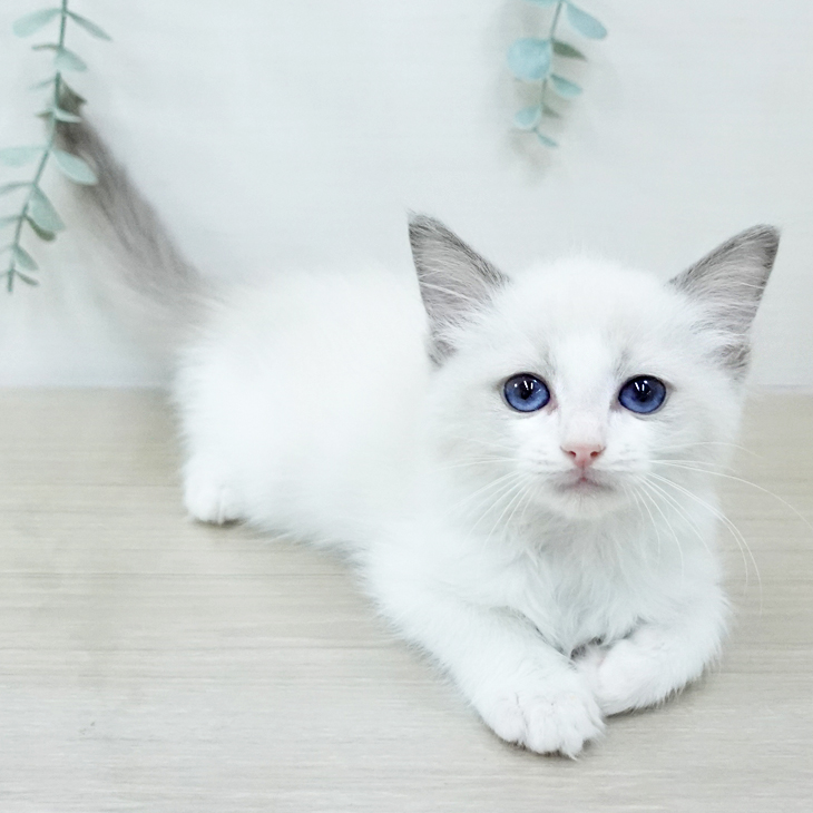 ラグドールの写真2