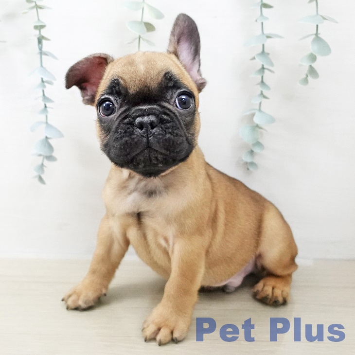 フレンチ・ブルドッグ