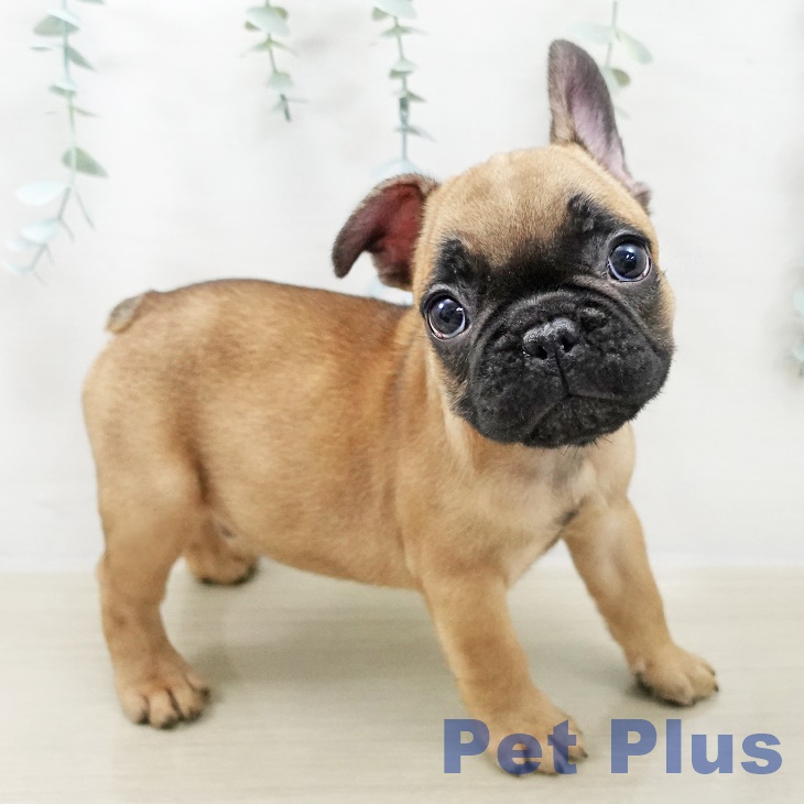 フレンチ・ブルドッグの写真2