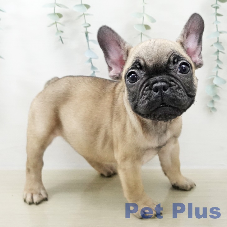 フレンチ・ブルドッグ