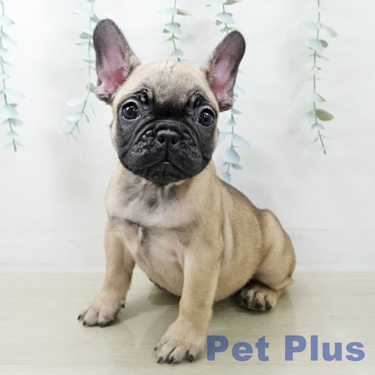 フレンチ・ブルドッグの写真2