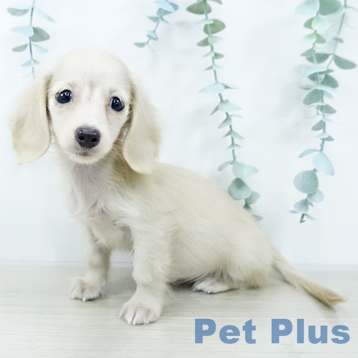 ミニチュア・ダックスフンド