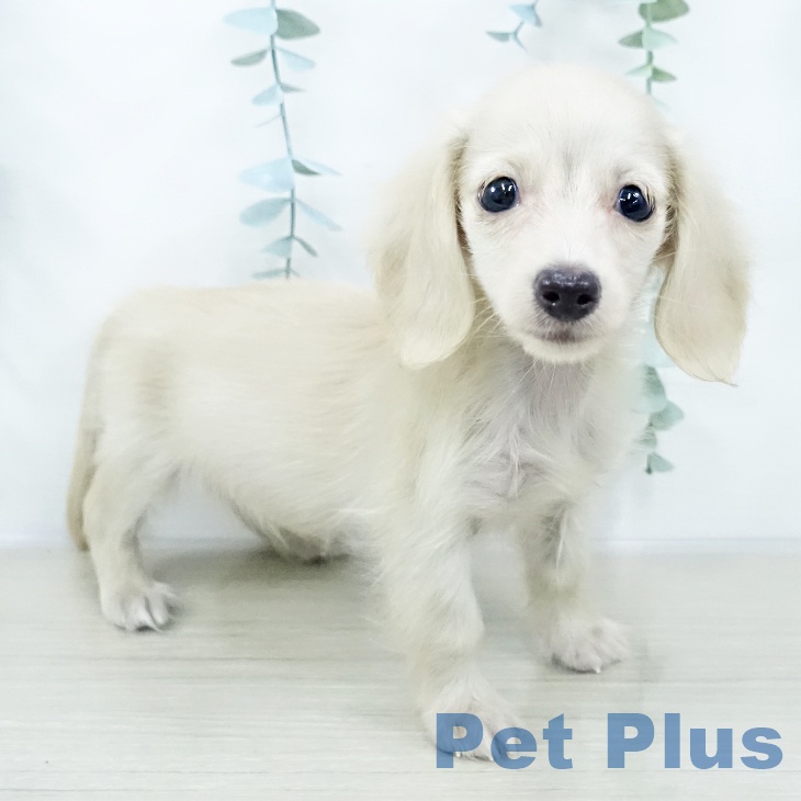 ミニチュア・ダックスフンドの写真2