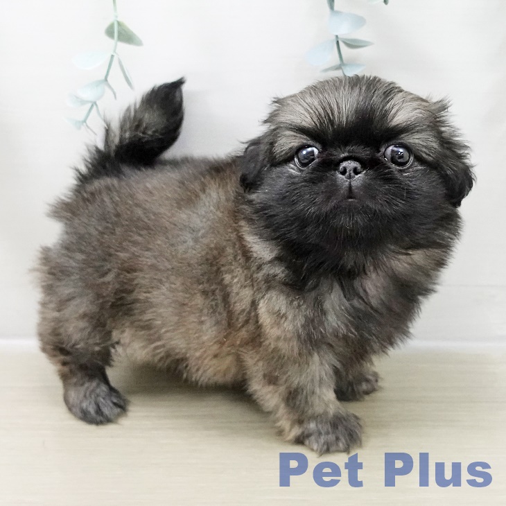 ペキニーズの写真2