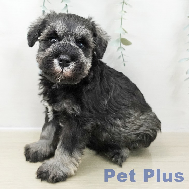 ミニチュア・シュナウザー