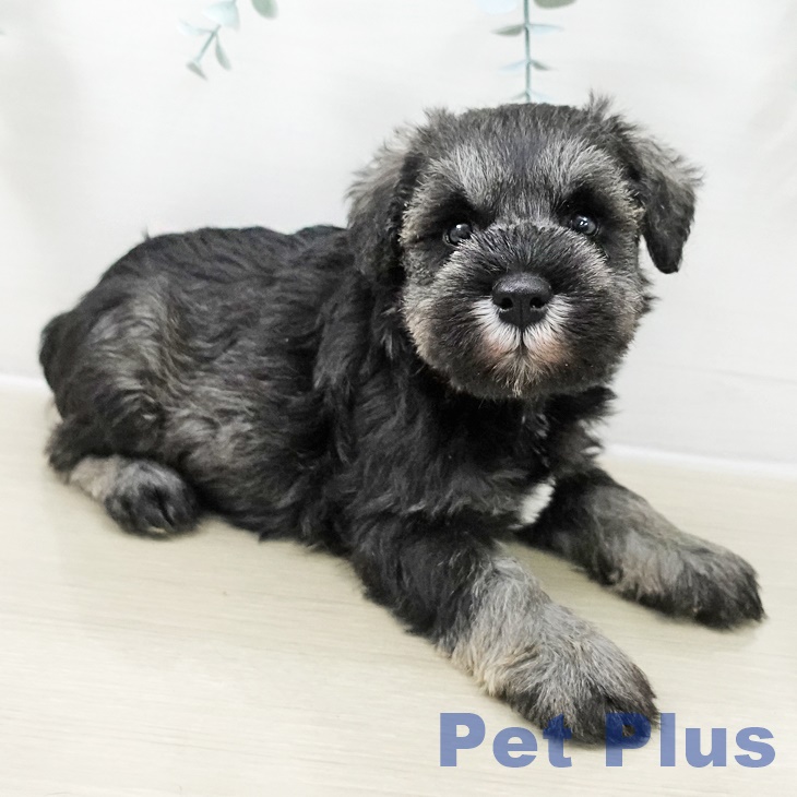 ミニチュア・シュナウザー