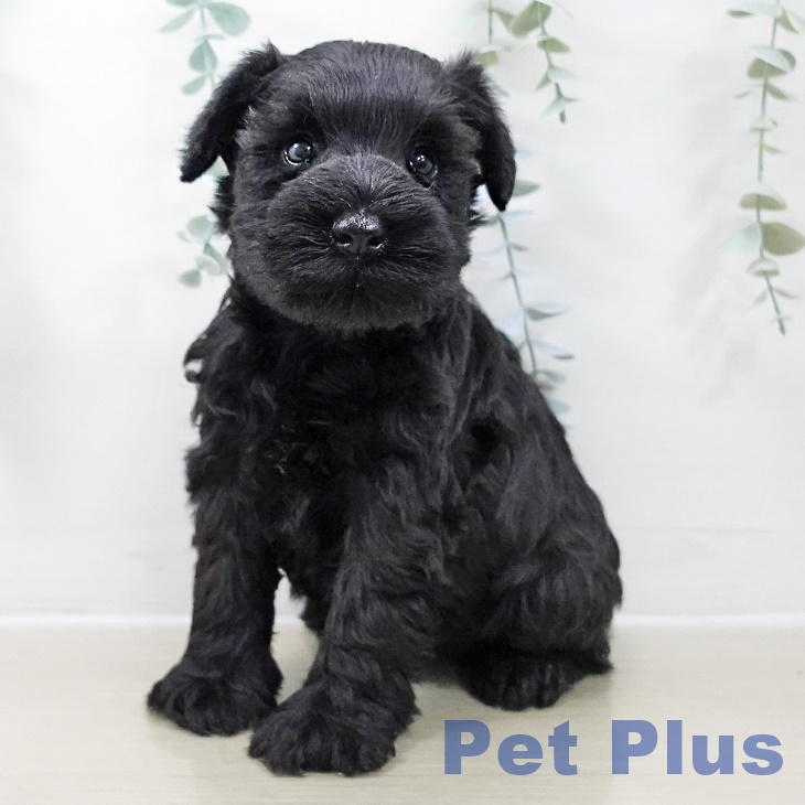 ミニチュア・シュナウザー