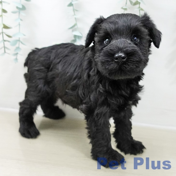 ミニチュア・シュナウザー