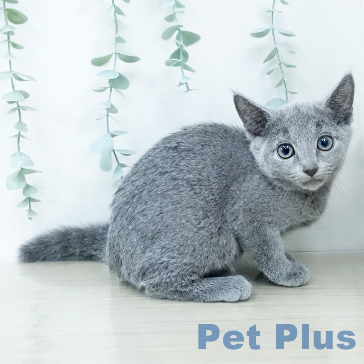 ロシアンブルー