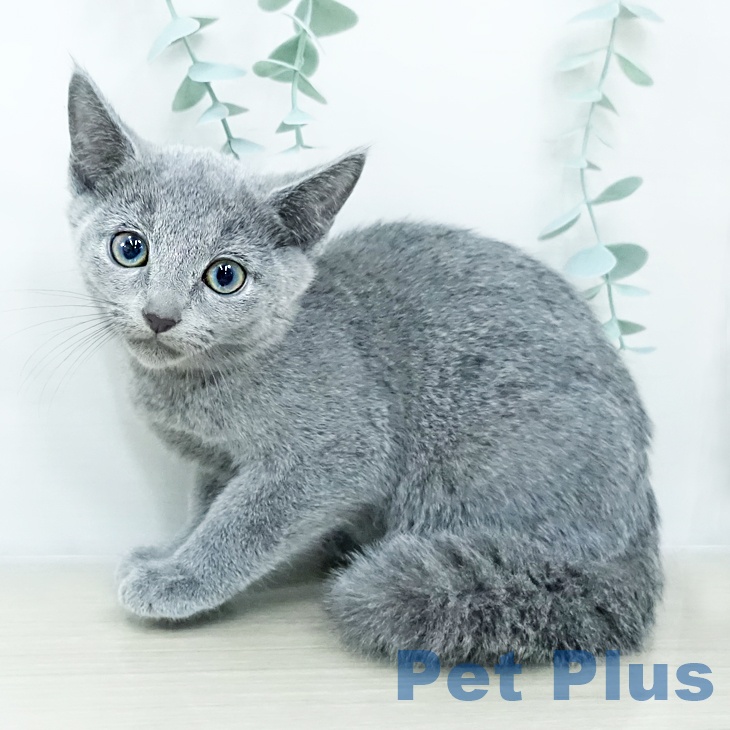 ロシアンブルー