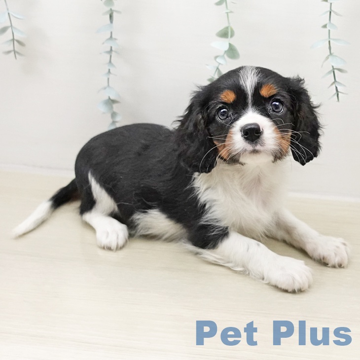 キャバリア・キングチャールズ・スパニエル