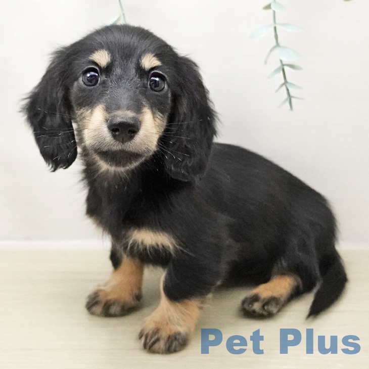 ミニチュア・ダックスフンド