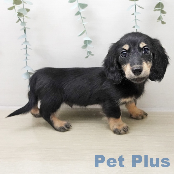 ミニチュア・ダックスフンド