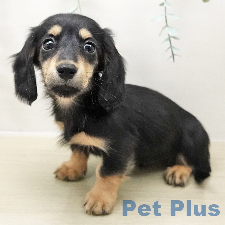 ミニチュア・ダックスフンド