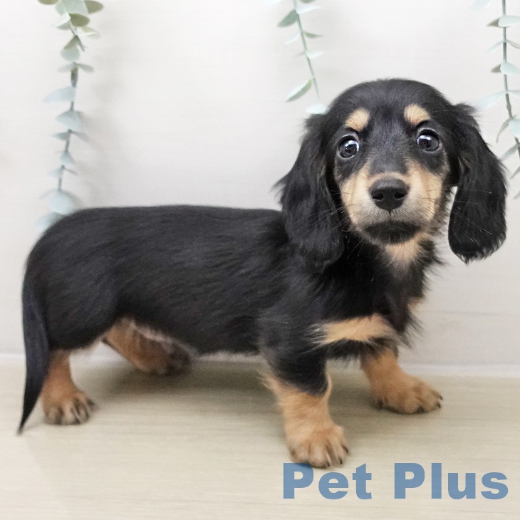 ミニチュア・ダックスフンド