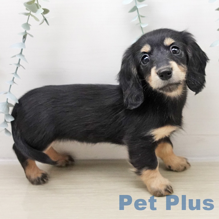 ミニチュア・ダックスフンド