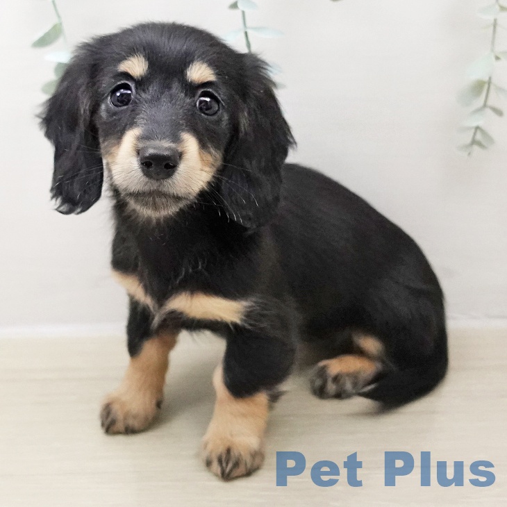 ミニチュア・ダックスフンドの写真2