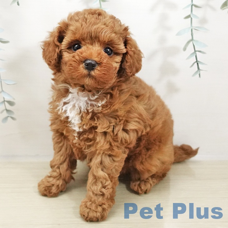 トイ・プードル