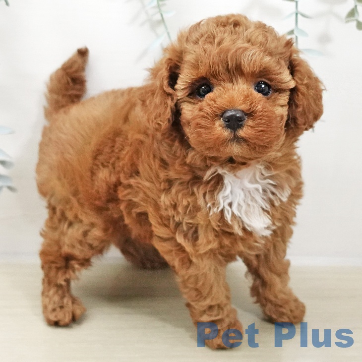 トイ・プードルの写真2