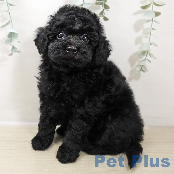 トイ・プードル