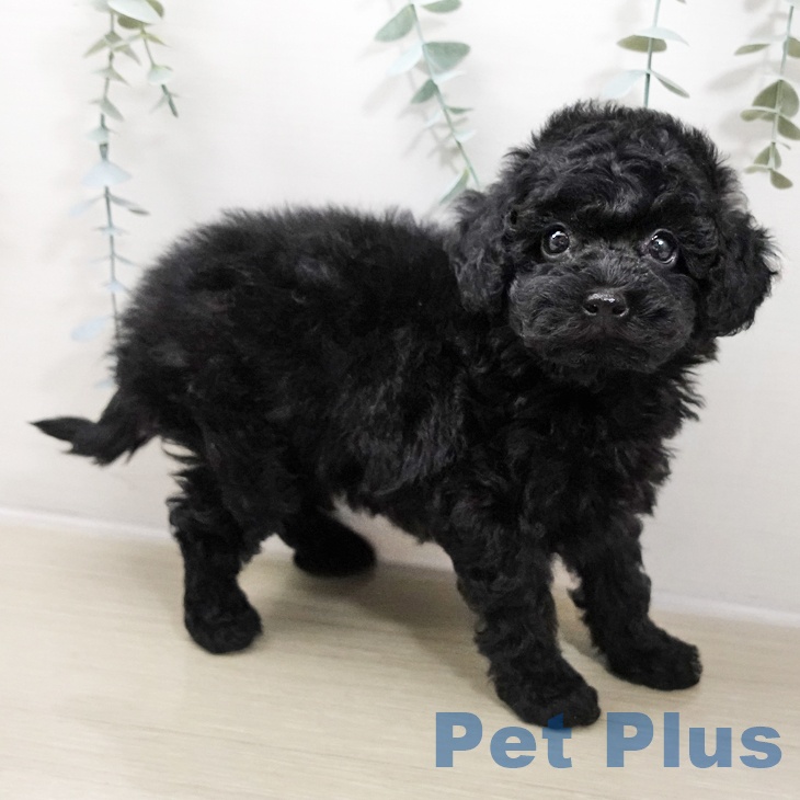 トイ・プードルの写真2