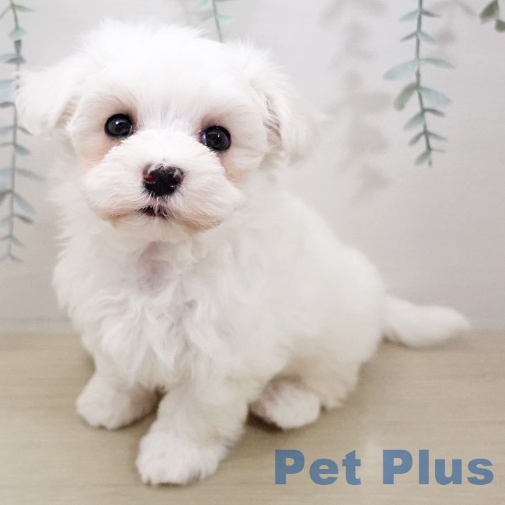 マルチーズの写真2