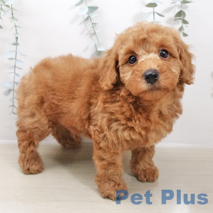 トイ・プードル