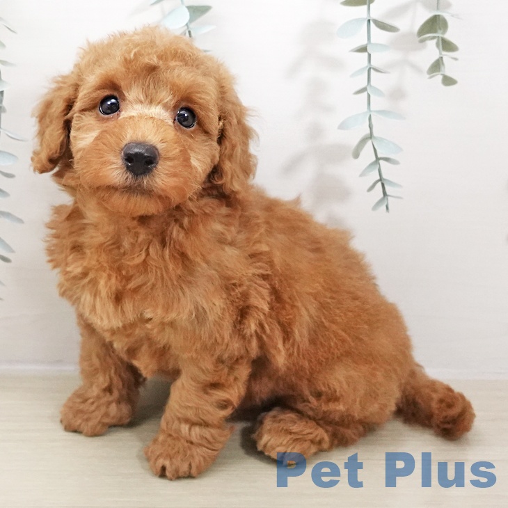 トイ・プードル